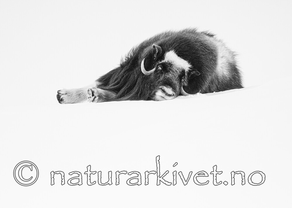 BB_20210222_0145-2 / Ovibos moschatus / Moskusfe