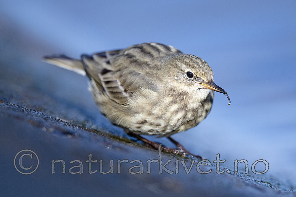 BB_20210314_0227 / Anthus petrosus / Skjærpiplerke