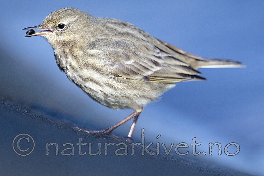 BB_20210314_0245 / Anthus petrosus / Skjærpiplerke