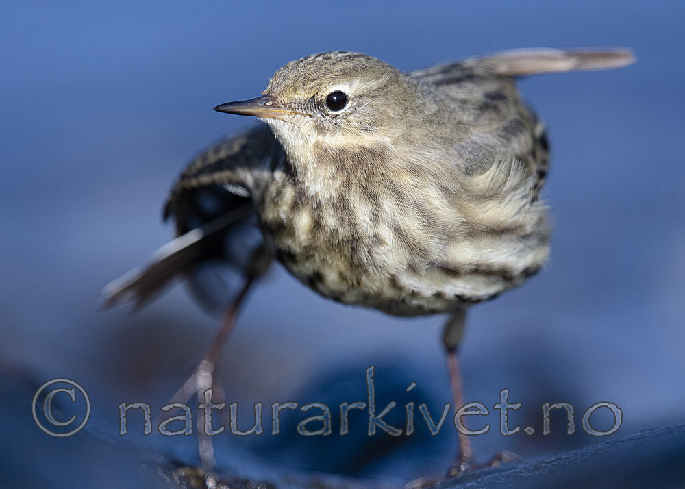 BB_20210314_0255 / Anthus petrosus / Skjærpiplerke