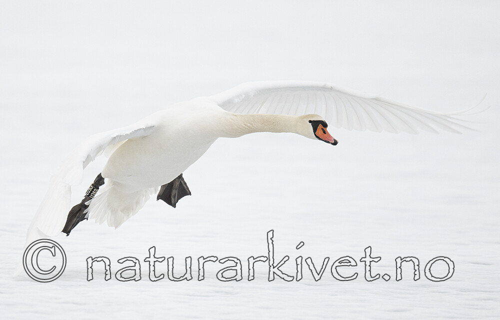 BB_20210319_0372 / Cygnus olor / Knoppsvane