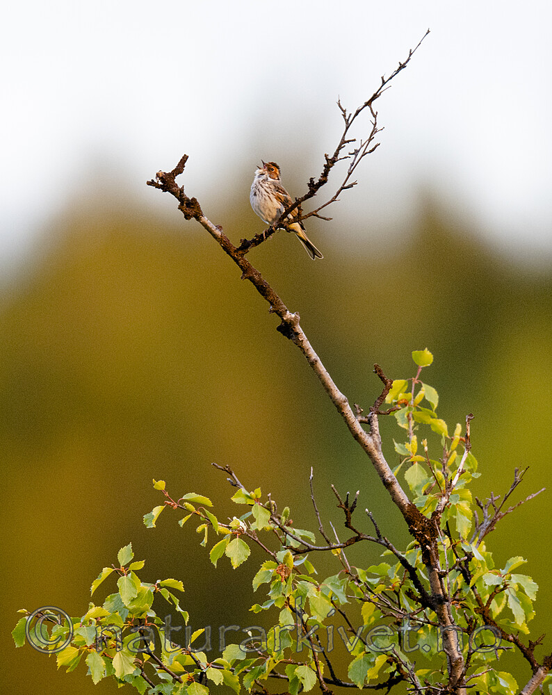 BB_20210620_0263 / Emberiza pusilla / Dvergspurv
