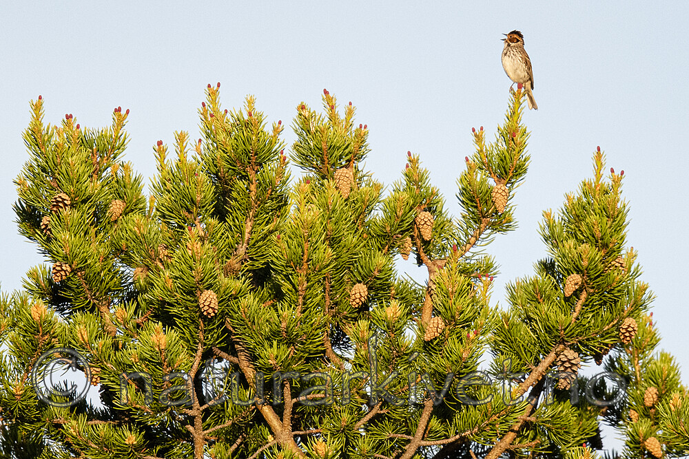 BB_20210620_0348 / Emberiza pusilla / Dvergspurv