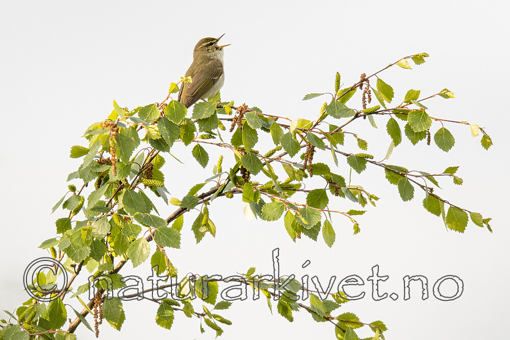 BB_20210620_0376 / Phylloscopus borealis / Lappsanger <br /> Sorex caecutiens / Lappspissmus