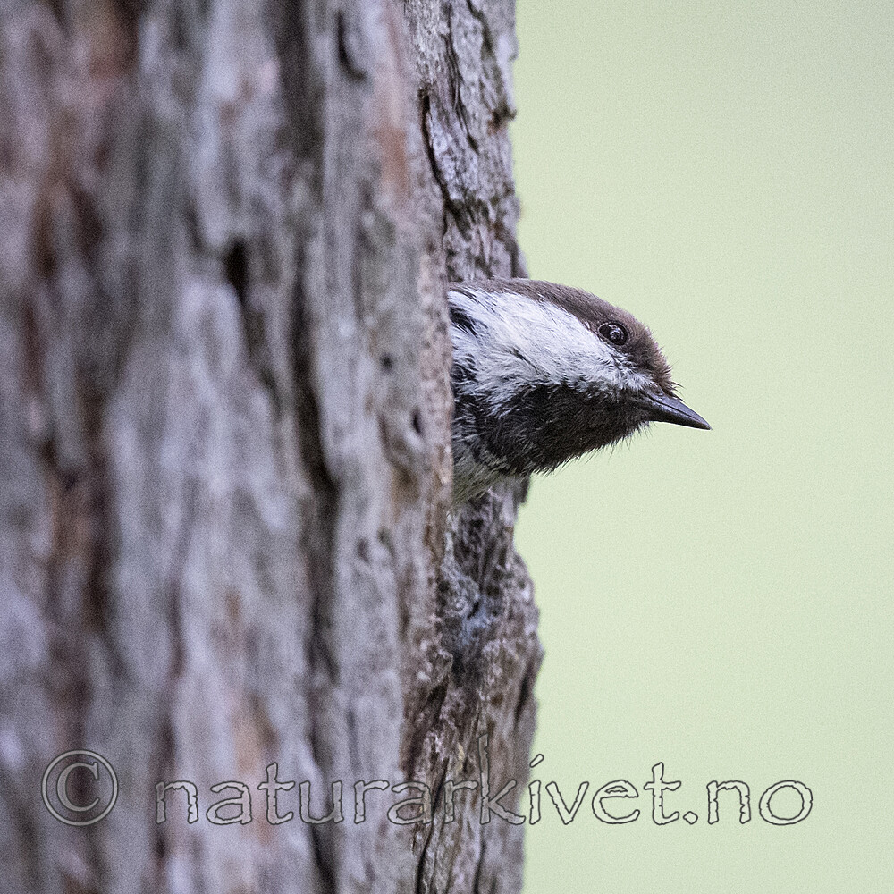 BB_20210622_0277 / Poecile cinctus / Lappmeis