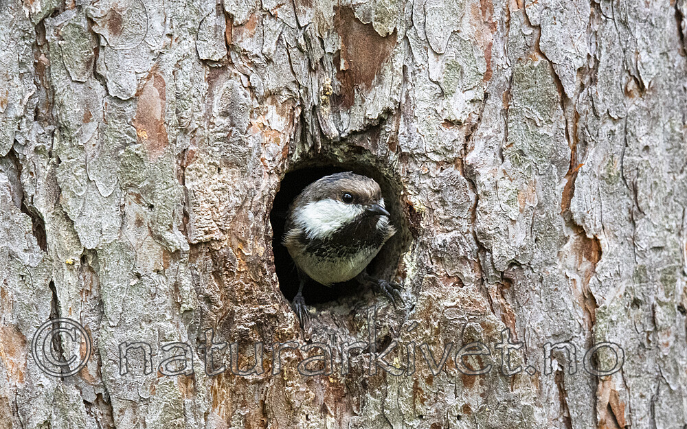 BB_20210622_0735 / Poecile cinctus / Lappmeis