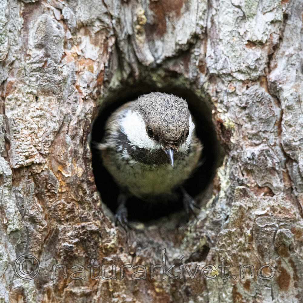 BB_20210622_0754 / Poecile cinctus / Lappmeis