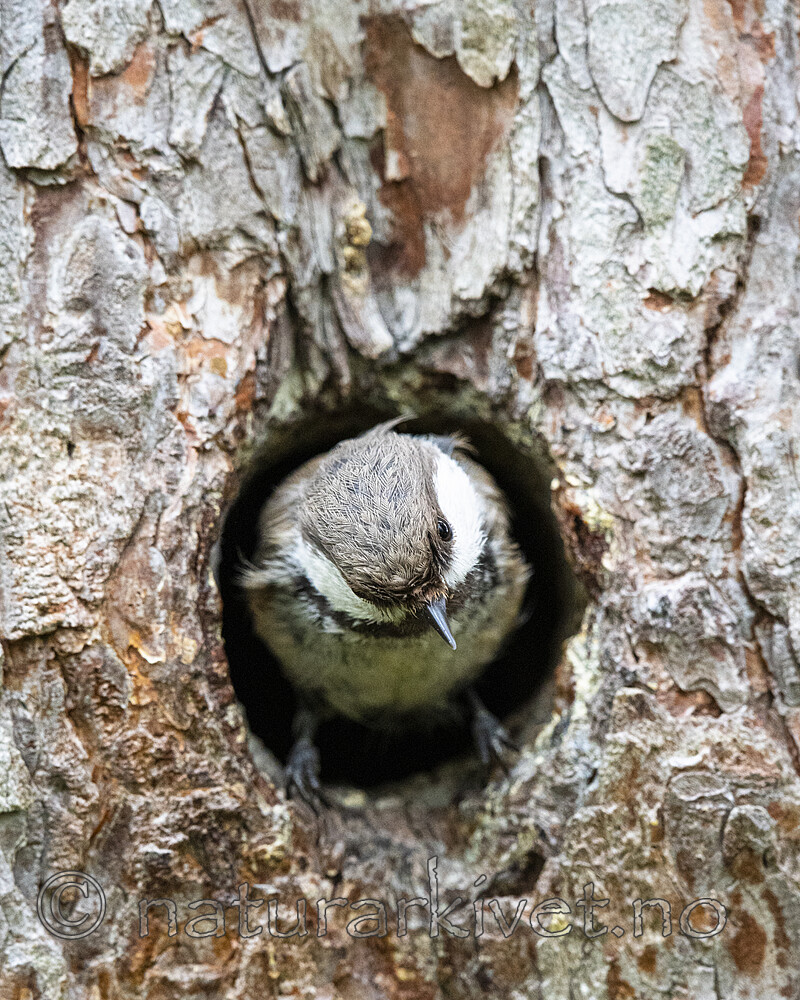 BB_20210622_0758 / Poecile cinctus / Lappmeis