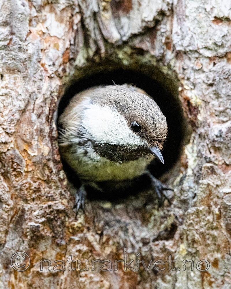 BB_20210622_0772 / Poecile cinctus / Lappmeis