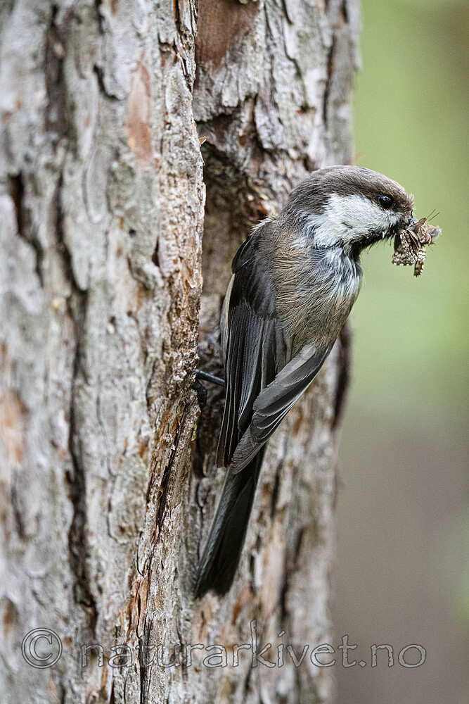 BB_20210622_0822 / Poecile cinctus / Lappmeis