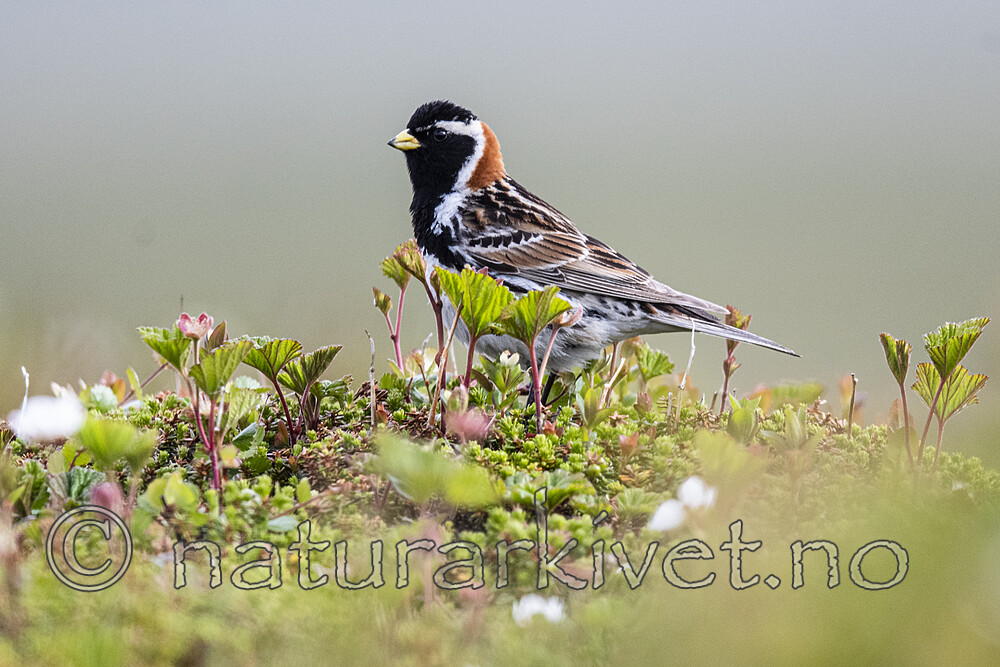 BB_20210624_0283 / Calcarius lapponicus / Lappspurv