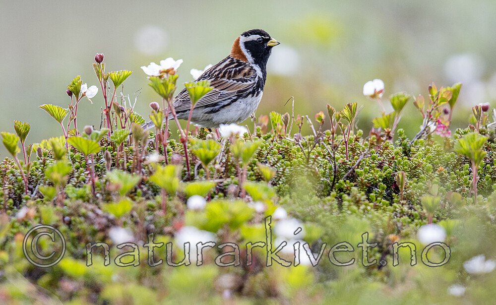 BB_20210624_0311 / Calcarius lapponicus / Lappspurv