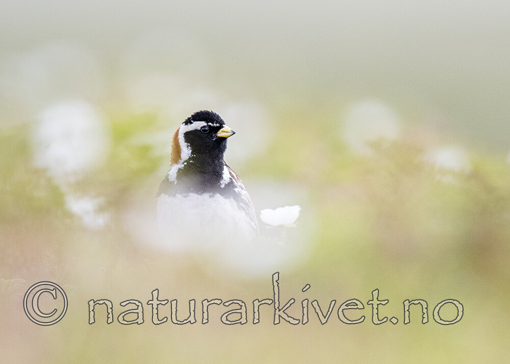 BB_20210624_0328 / Calcarius lapponicus / Lappspurv