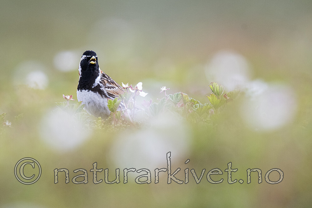 BB_20210624_0338 / Calcarius lapponicus / Lappspurv