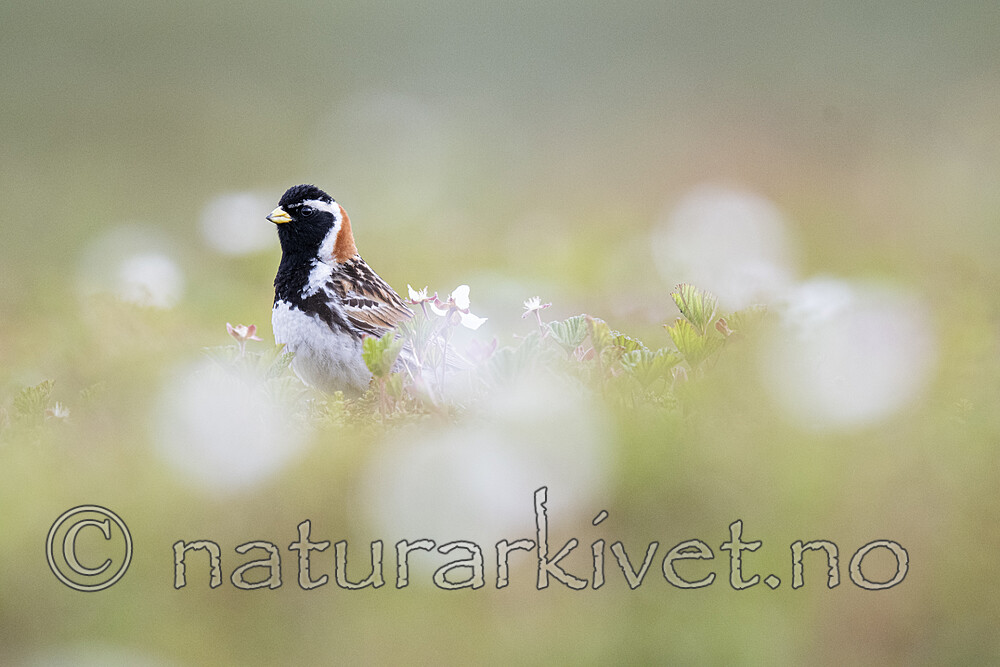 BB_20210624_0339 / Calcarius lapponicus / Lappspurv