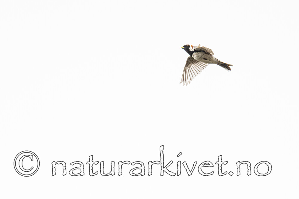 BB_20210624_0406 / Calcarius lapponicus / Lappspurv