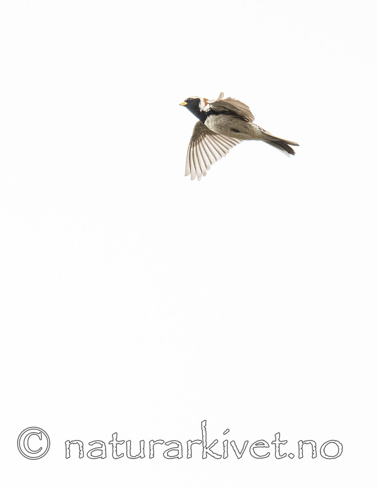 BB_20210624_0407 / Calcarius lapponicus / Lappspurv