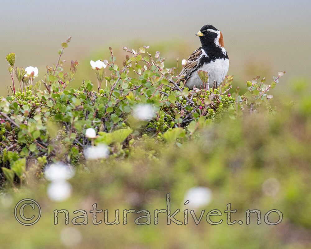 BB_20210624_0481 / Calcarius lapponicus / Lappspurv