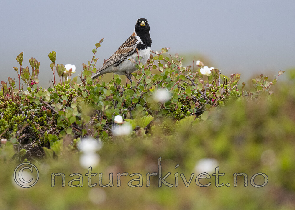 BB_20210624_0493 / Calcarius lapponicus / Lappspurv