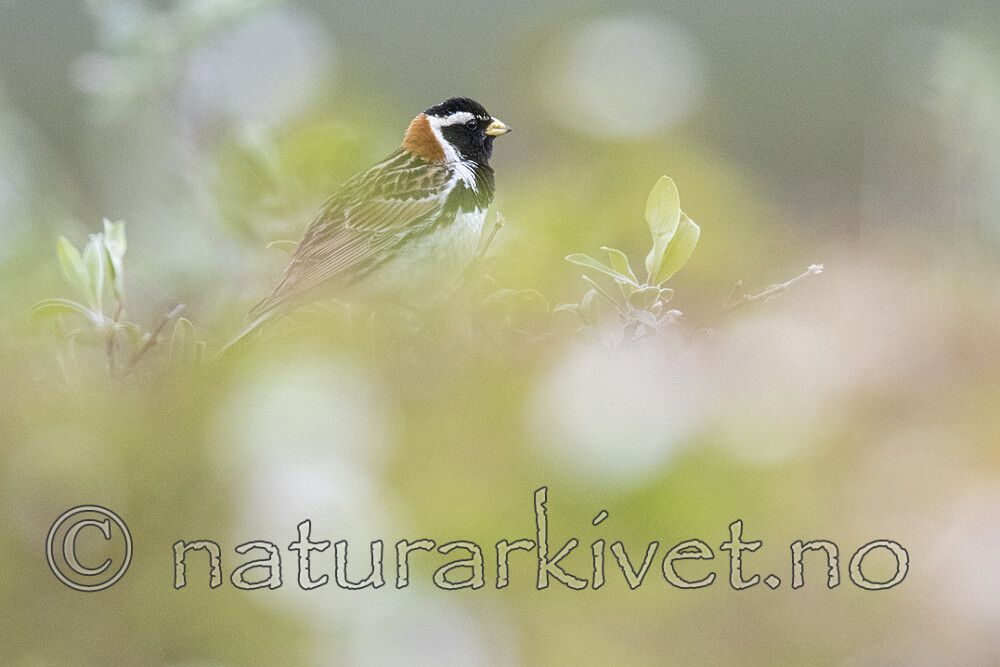 BB_20210624_0519 / Calcarius lapponicus / Lappspurv