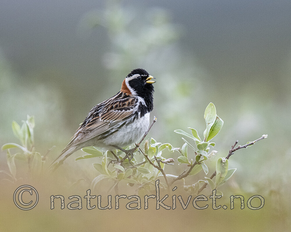 BB_20210624_0525 / Calcarius lapponicus / Lappspurv