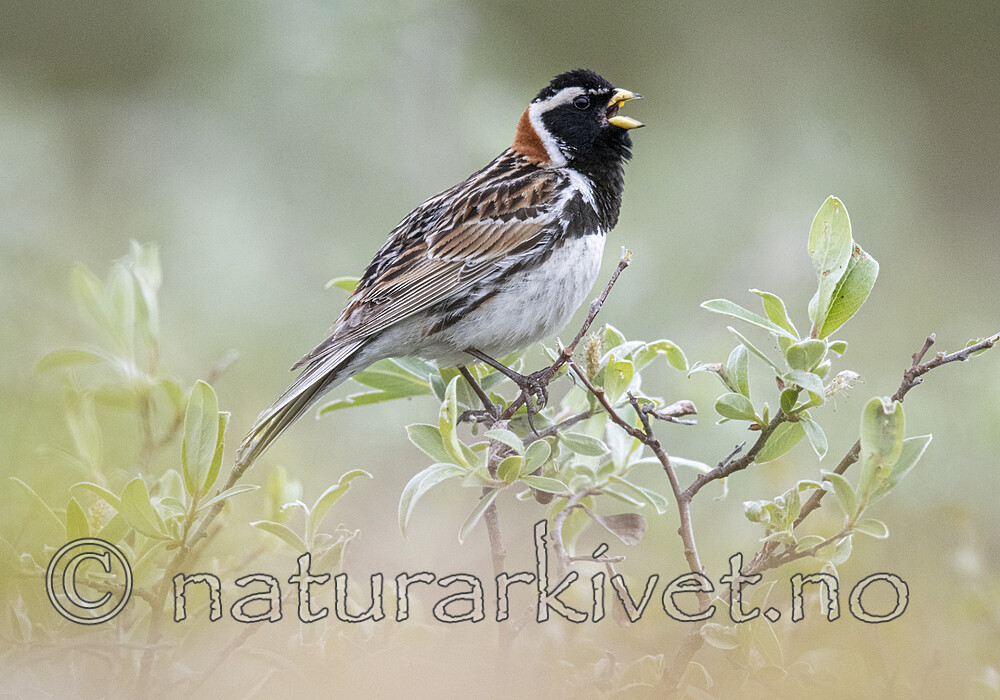 BB_20210624_0587 / Calcarius lapponicus / Lappspurv