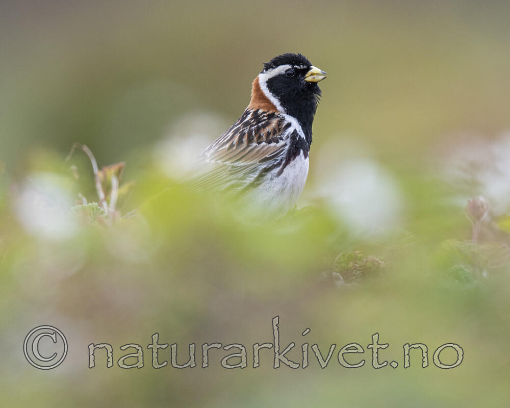 BB_20210624_0958 / Calcarius lapponicus / Lappspurv
