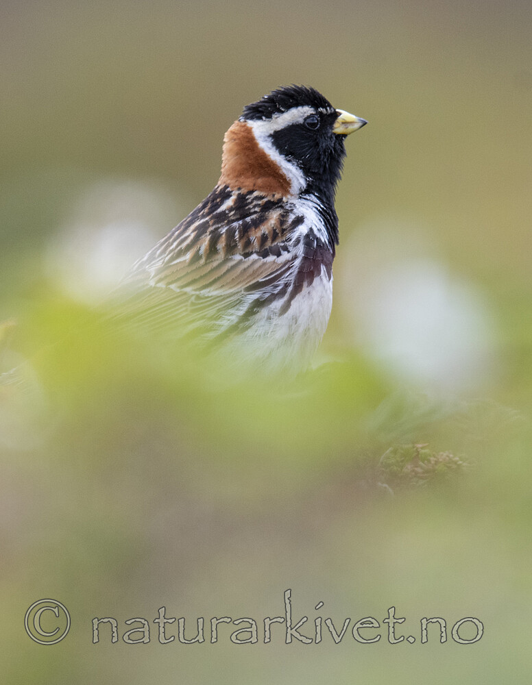 BB_20210624_0962 / Calcarius lapponicus / Lappspurv