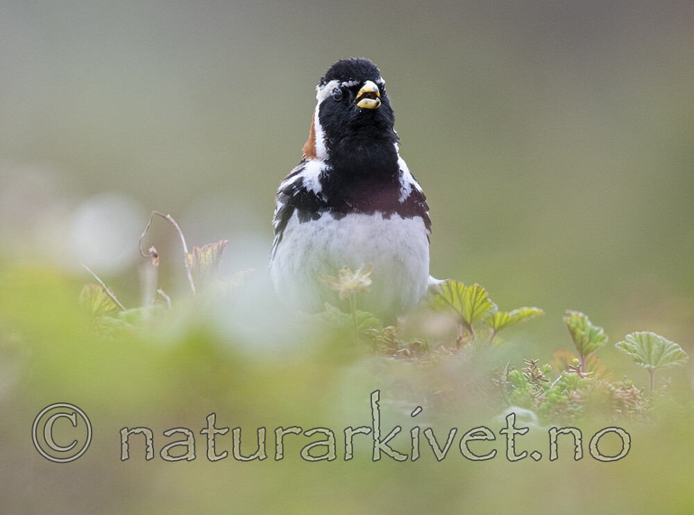 BB_20210624_0996 / Calcarius lapponicus / Lappspurv