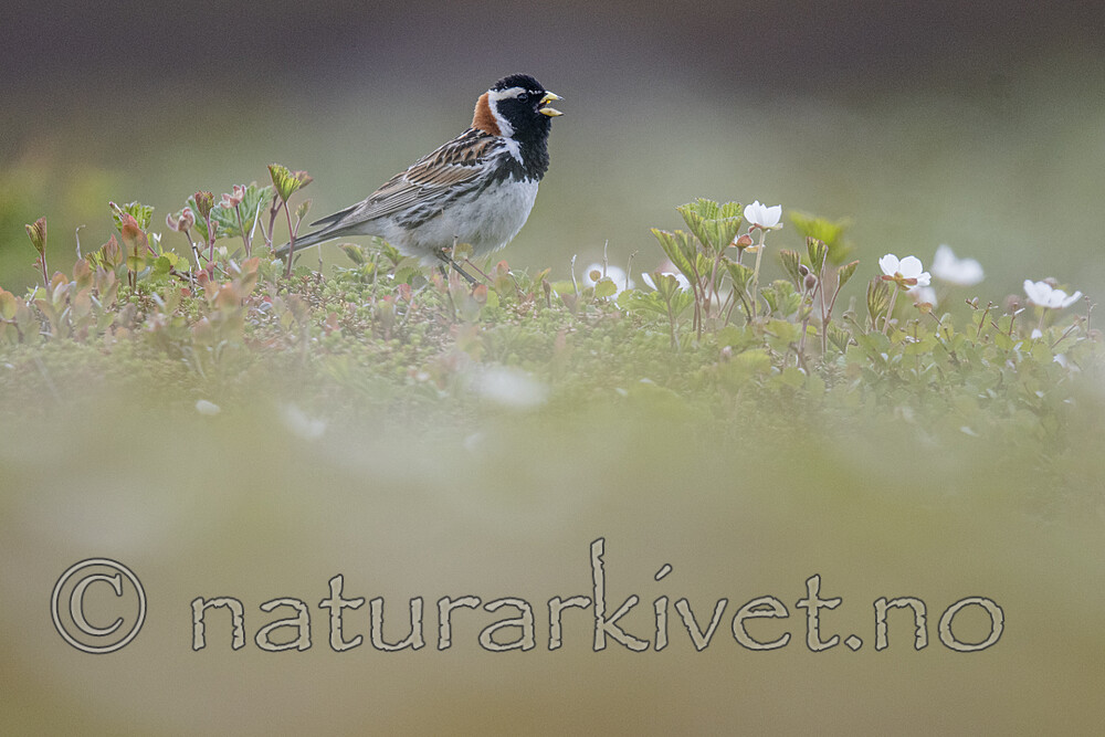 BB_20210624_1030 / Calcarius lapponicus / Lappspurv