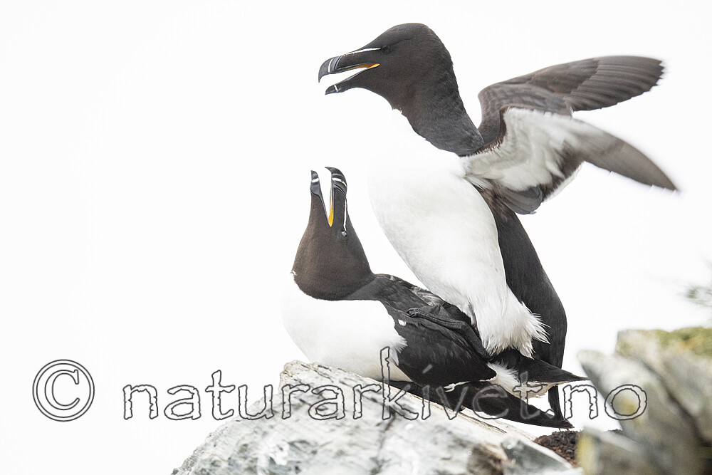 BB_20210625_0544 / Alca torda / Alke