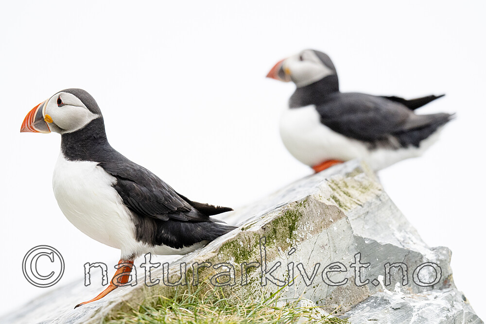BB_20210625_0659 / Fratercula arctica / Lunde