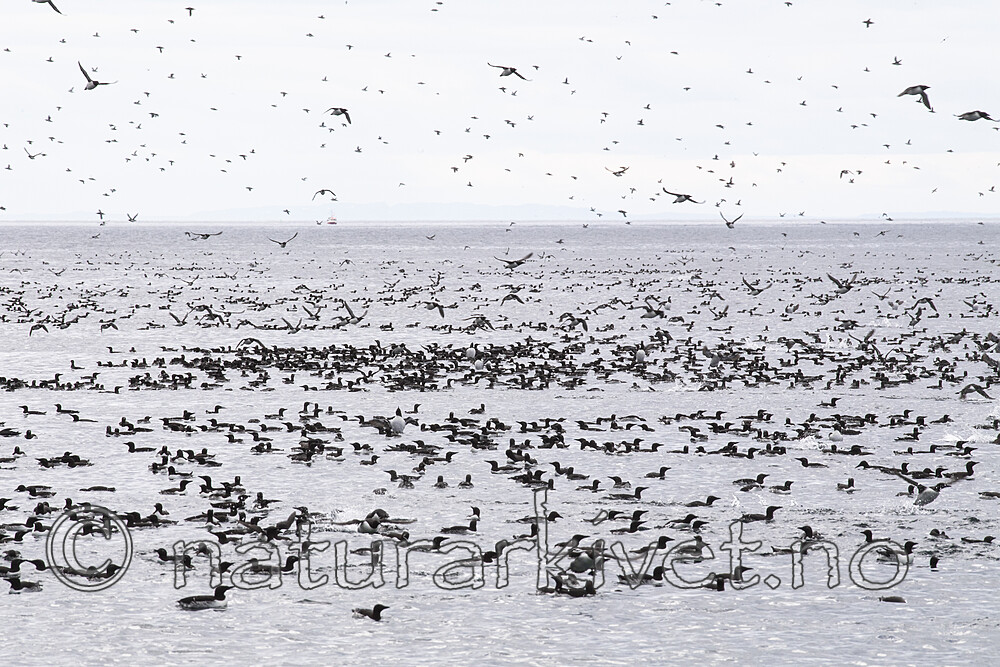 BB_20210626_0225 / Uria aalge / Lomvi