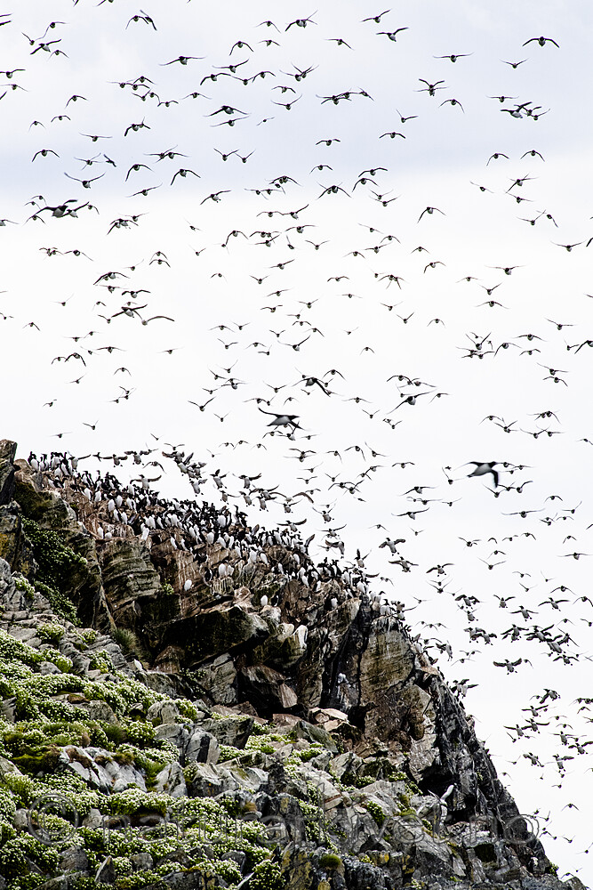 BB_20210626_0273 / Uria aalge / Lomvi