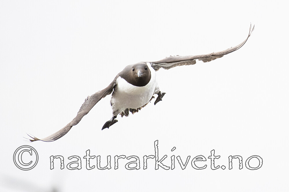 BB_20210626_0475 / Uria aalge / Lomvi