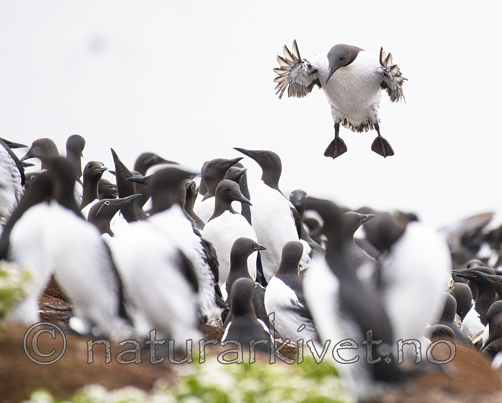 BB_20210626_0478 / Uria aalge / Lomvi