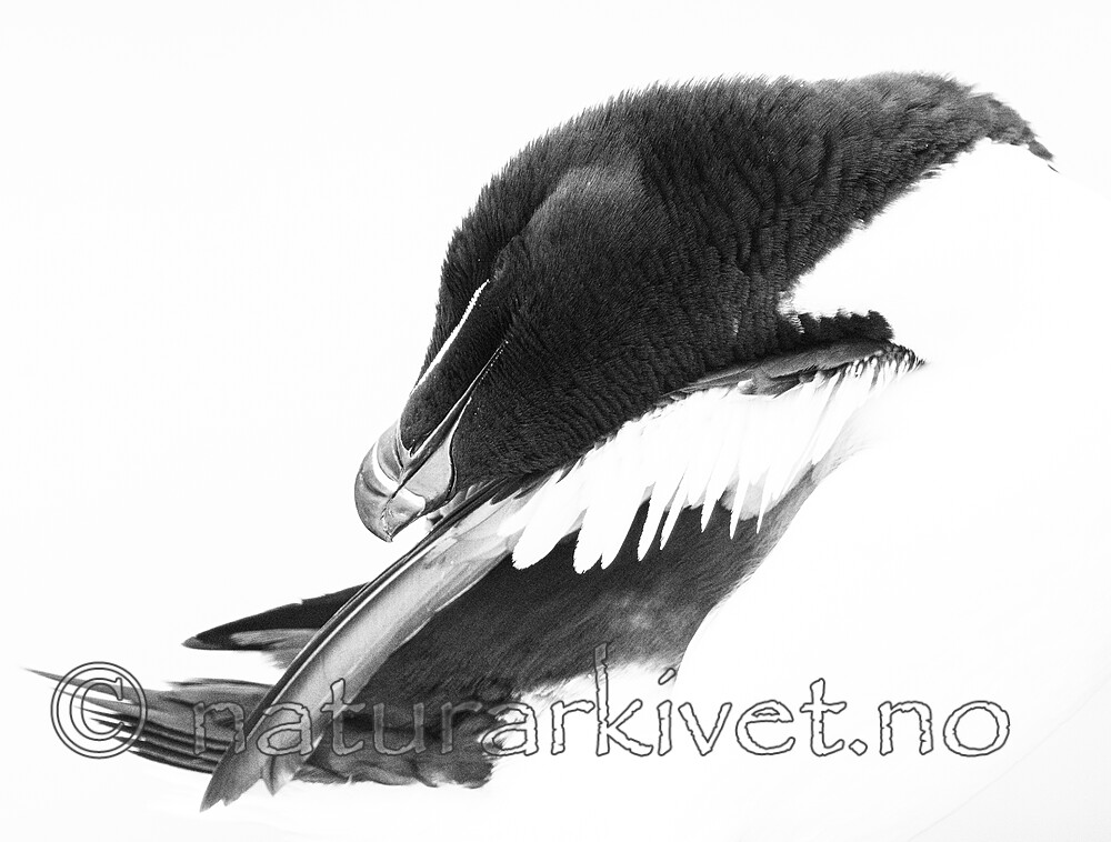 BB_20210626_1543 / Alca torda / Alke