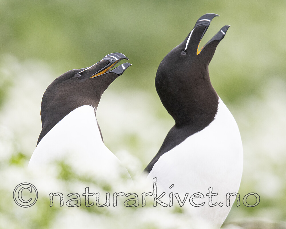 BB_20210626_1564 / Alca torda / Alke