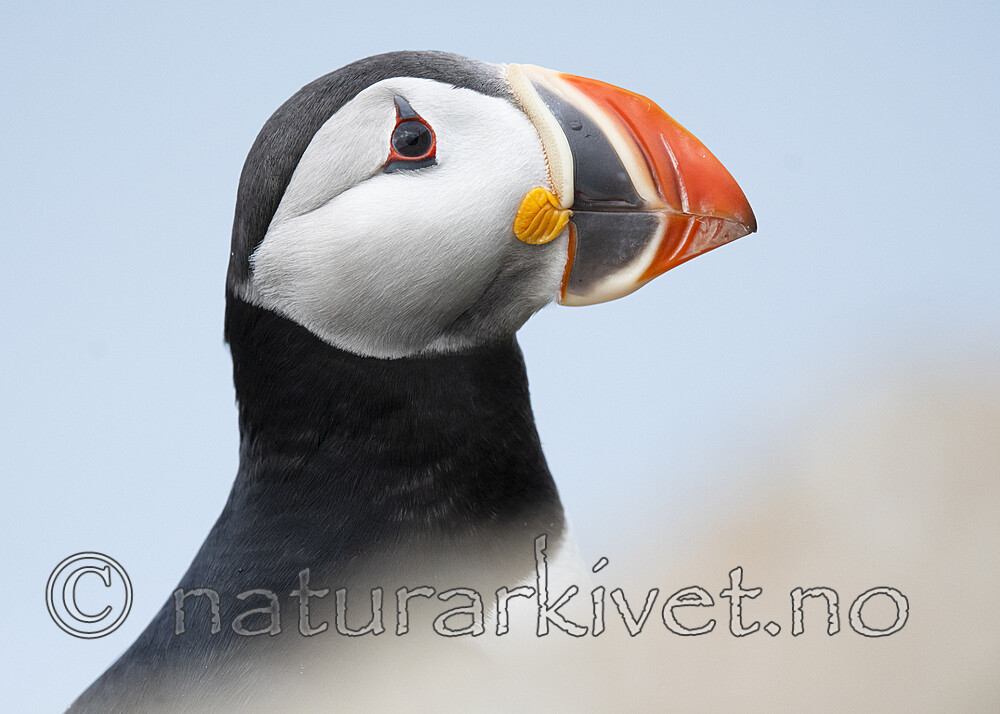 BB_20210626_1650 / Fratercula arctica / Lunde