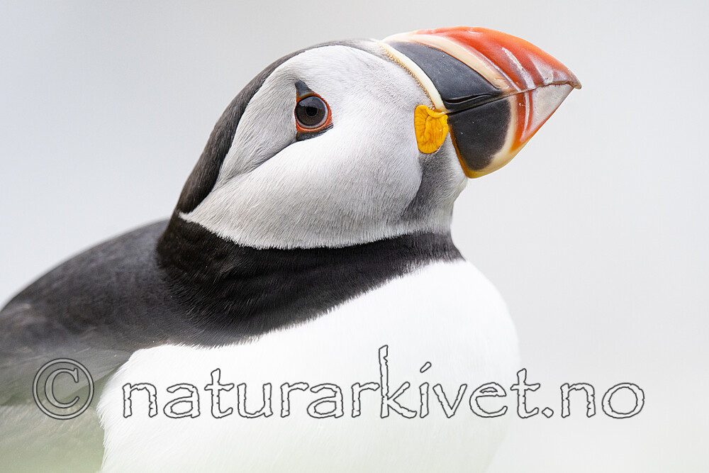 BB_20210626_1657 / Fratercula arctica / Lunde