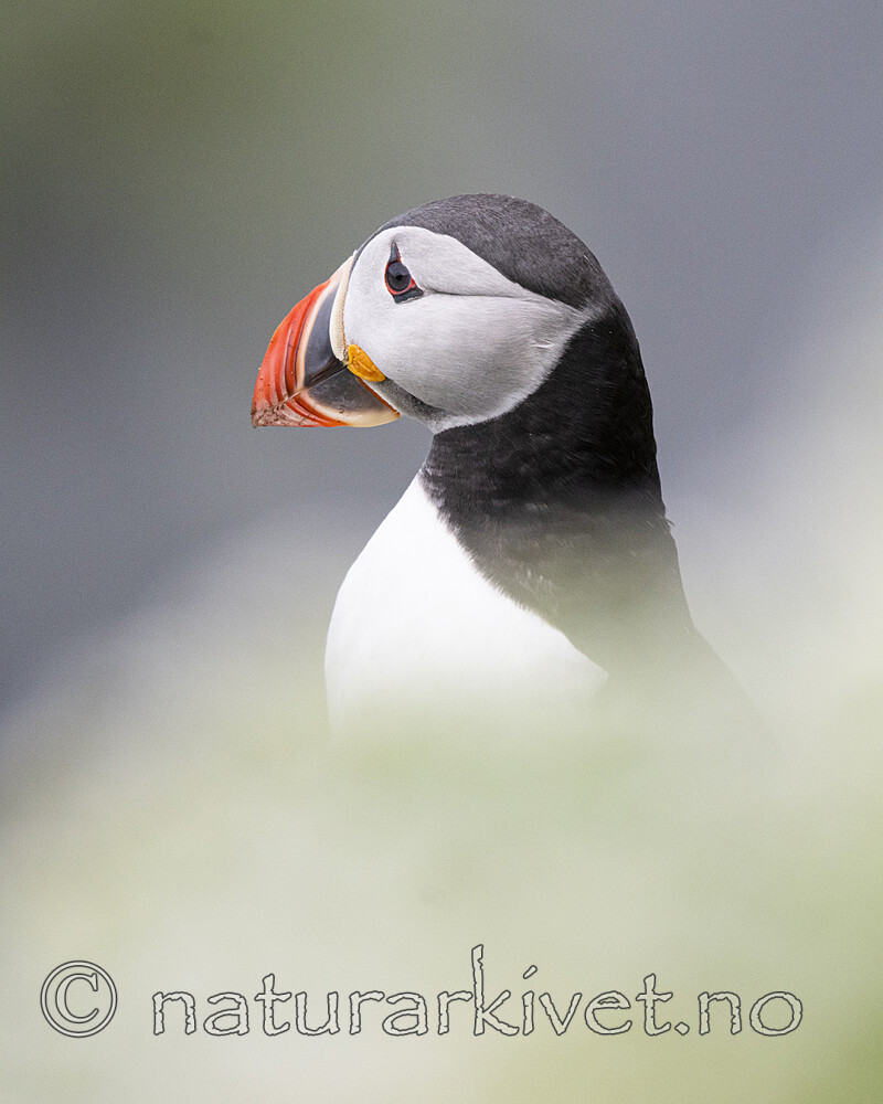 BB_20210626_1865 / Fratercula arctica / Lunde