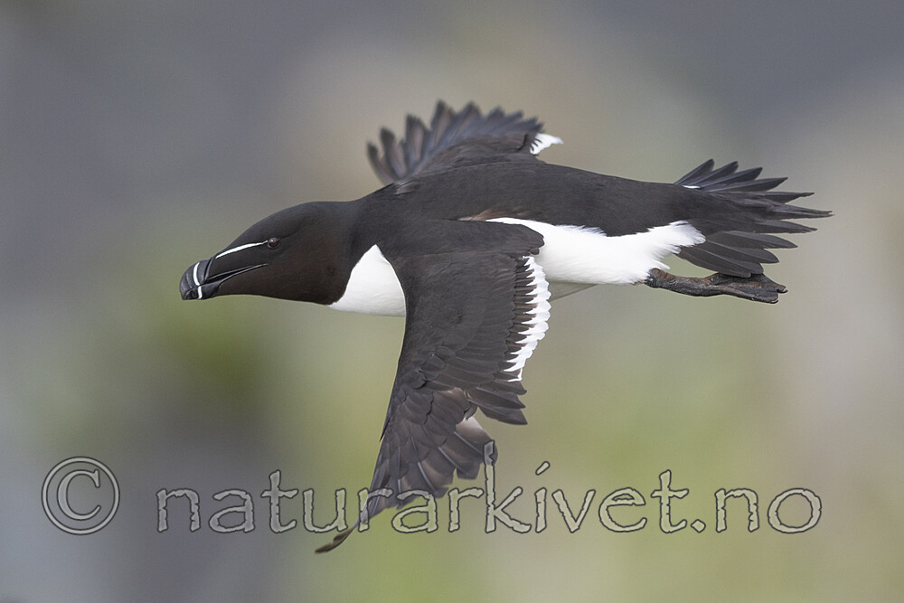 BB_20210626_1998 / Alca torda / Alke