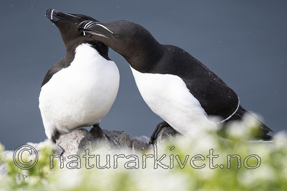 BB_20210626_2515 / Alca torda / Alke