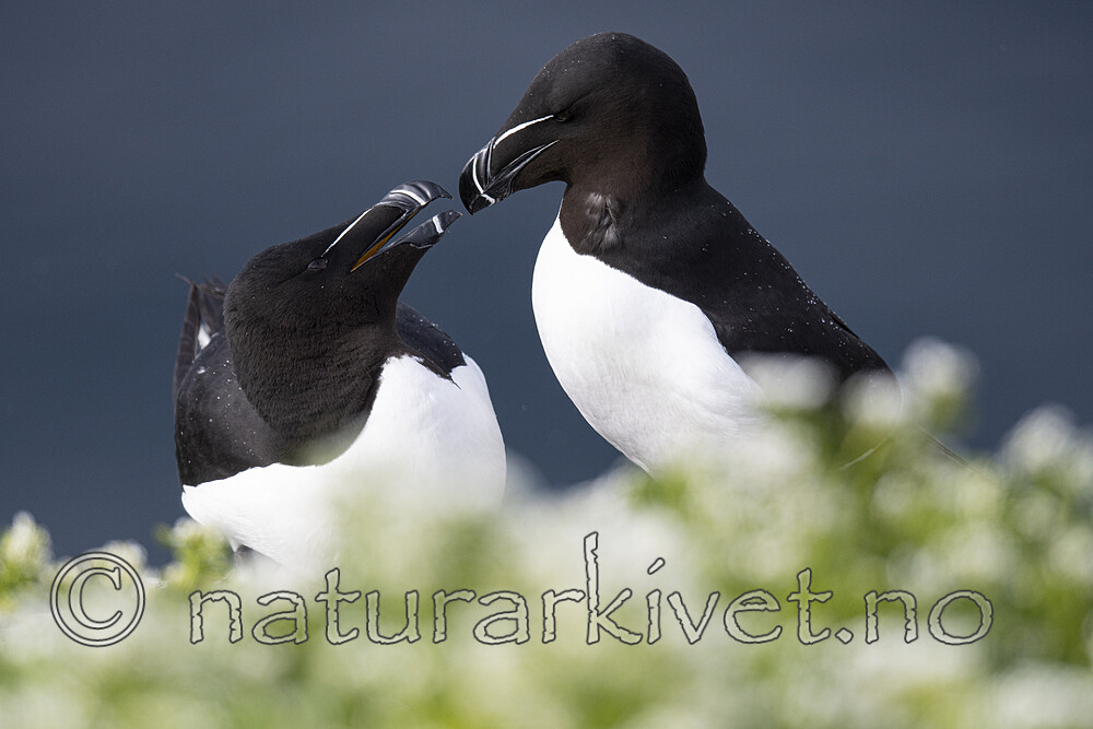 BB_20210626_2521 / Alca torda / Alke