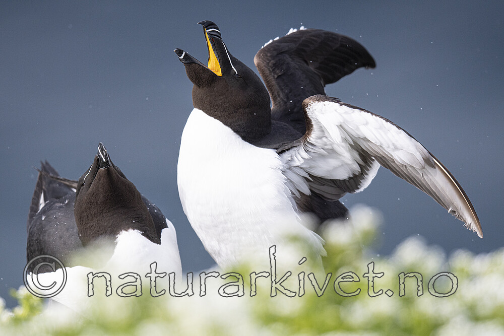 BB_20210626_2533 / Alca torda / Alke