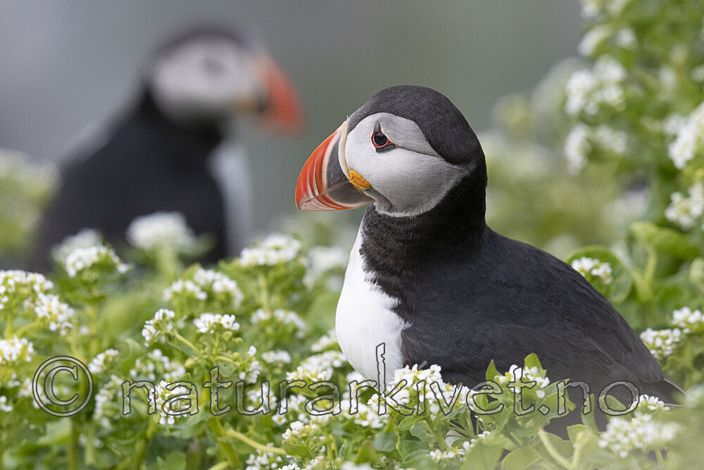BB_20210626_2571 / Cochlearia officinalis / Skjørbuksurt <br /> Fratercula arctica / Lunde