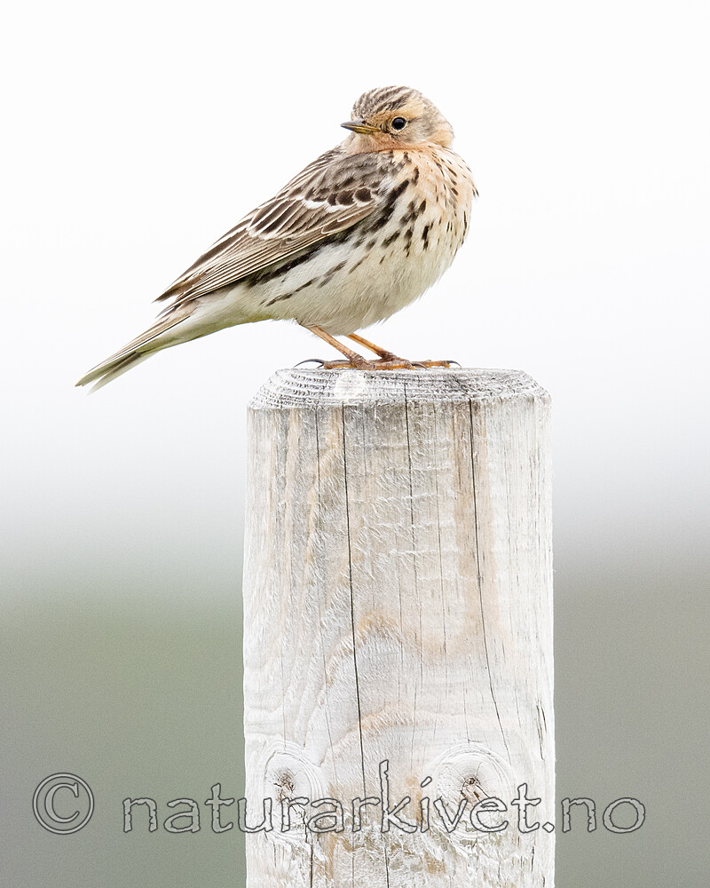 BB_20210627_0183 / Anthus cervinus / Lappiplerke
