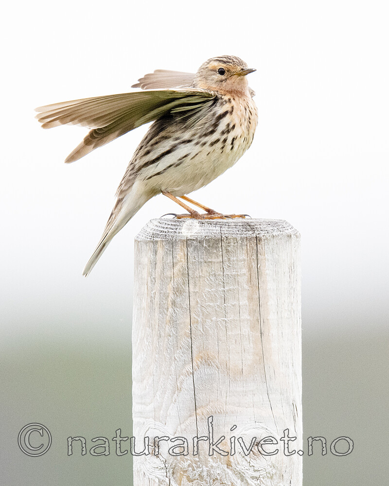 BB_20210627_0186 / Anthus cervinus / Lappiplerke