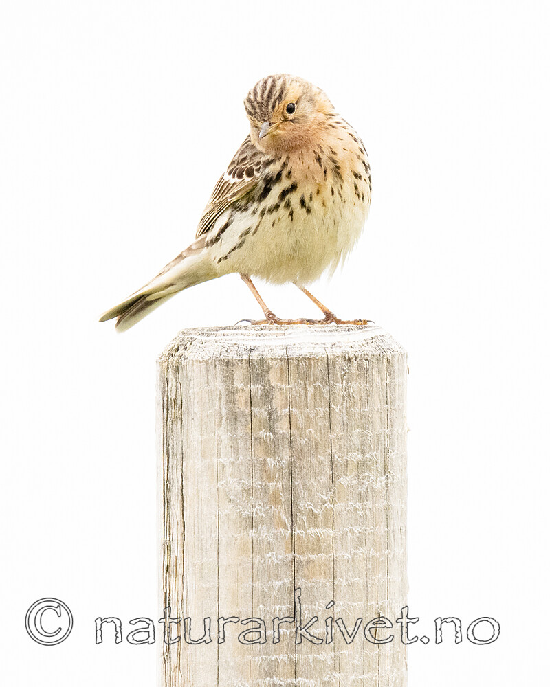 BB_20210627_0230 / Anthus cervinus / Lappiplerke