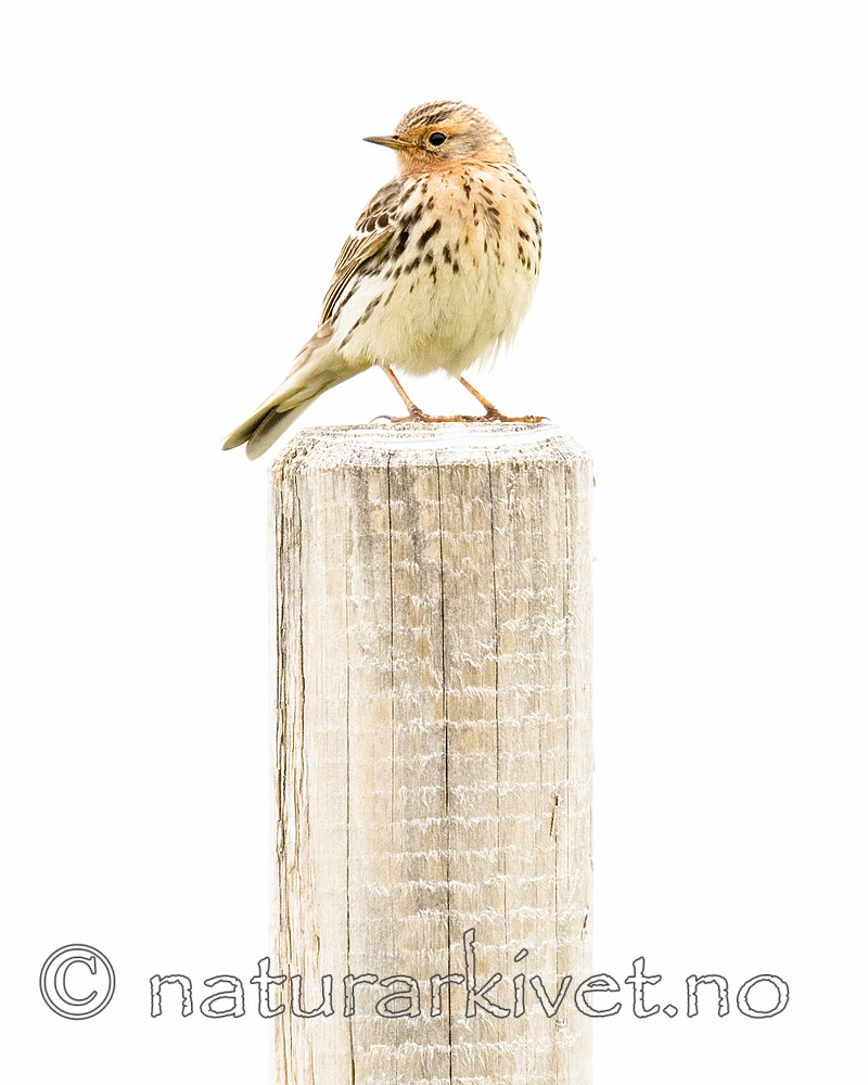 BB_20210627_0238 / Anthus cervinus / Lappiplerke